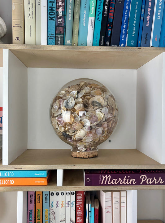 Globe coquillages GM