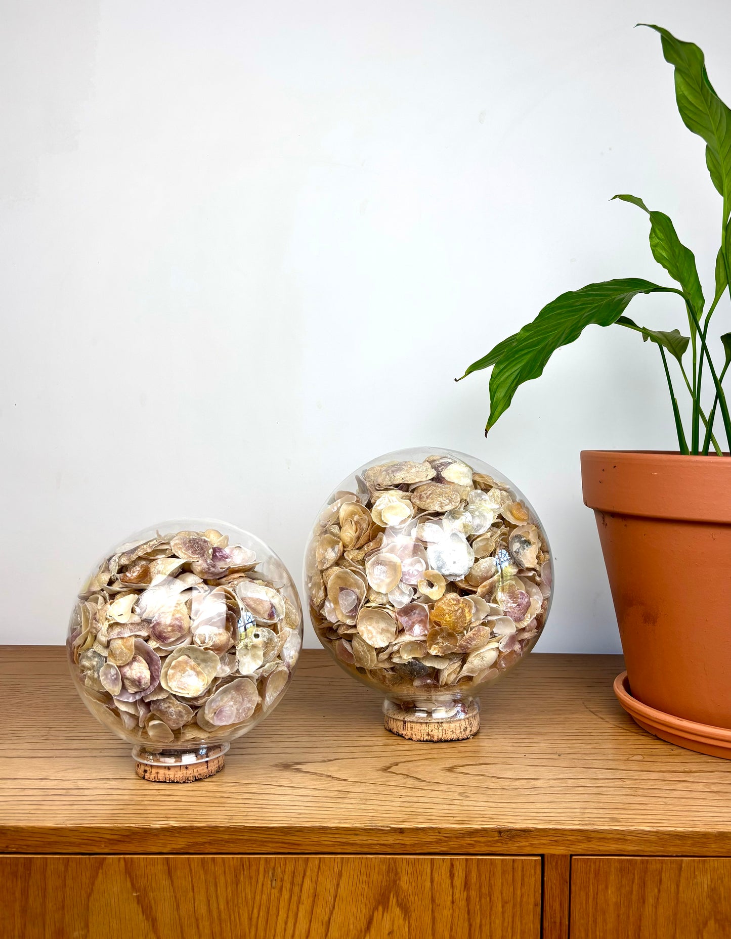 Globe coquillages GM