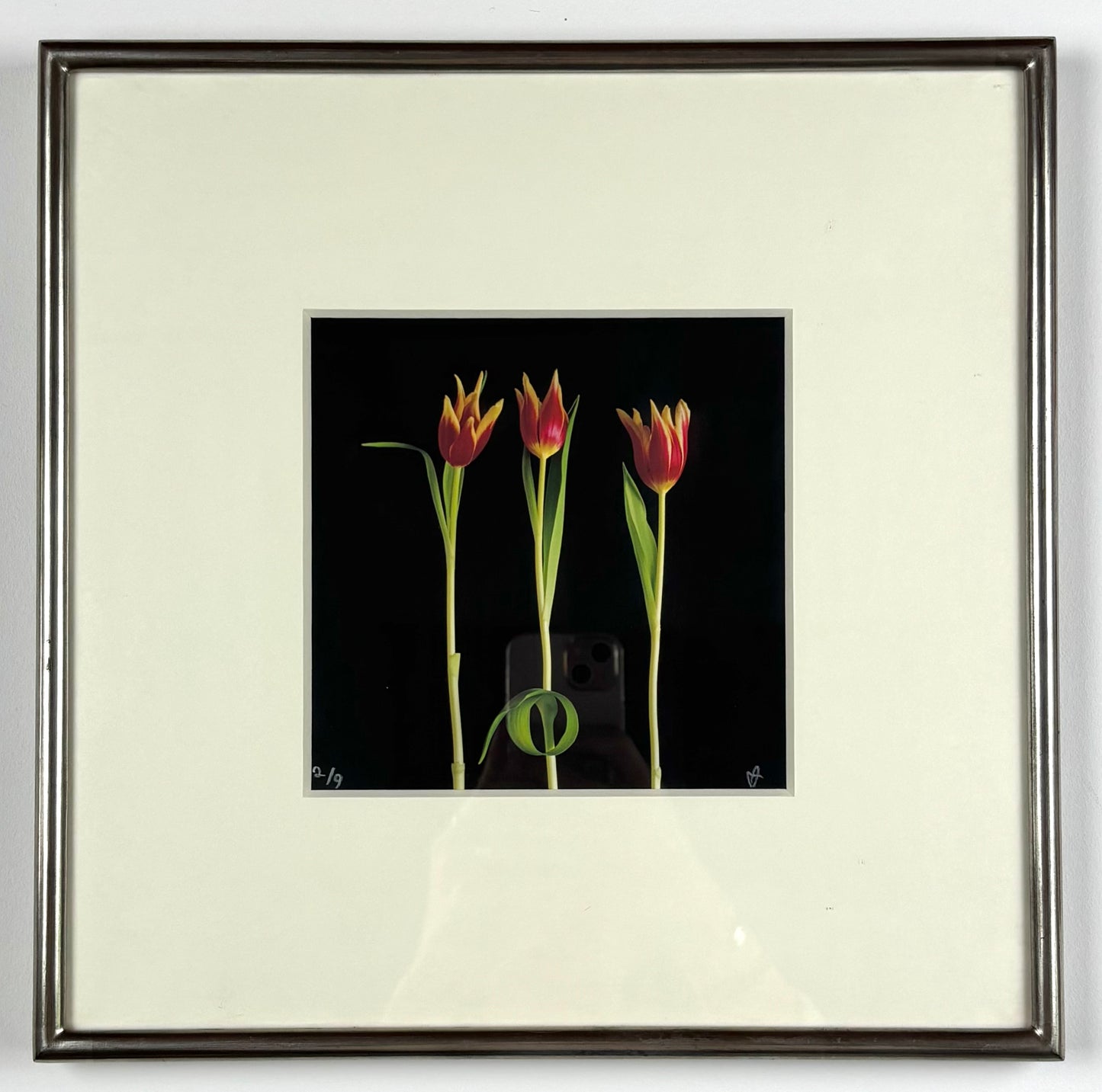 Les Tulipes