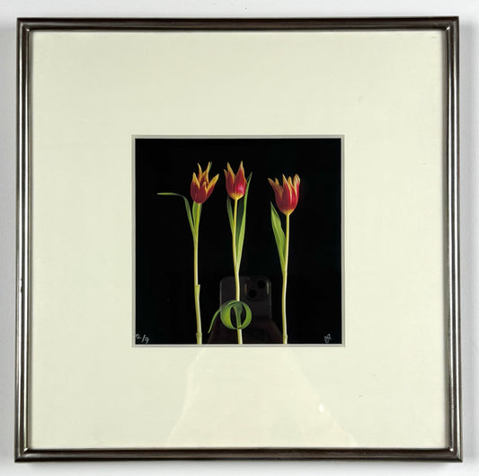 Les Tulipes