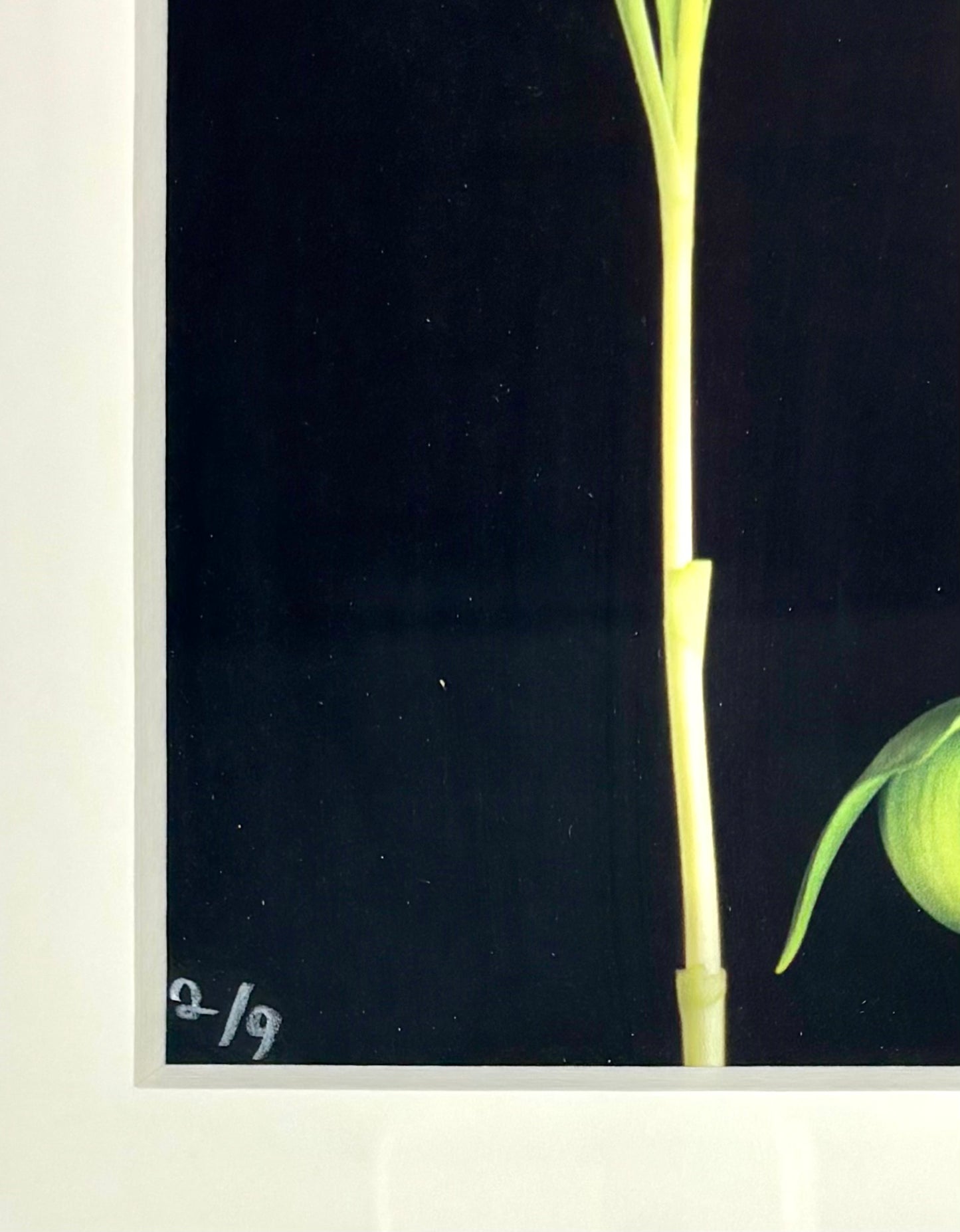 Les Tulipes